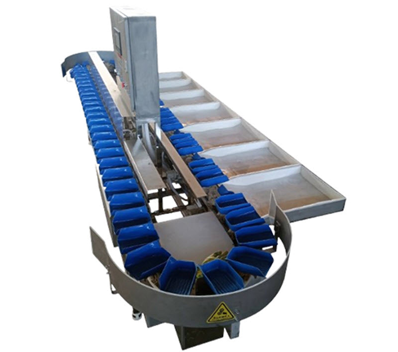 เครื่องคัดเลือกผลไม้แบบอัตโนมัติสำหรับอีคอมเมิร์ซ รุ่นพิเศษ ใช้สำหรับส้มโอ, แก้วมังกร, แอปเปิ้ล