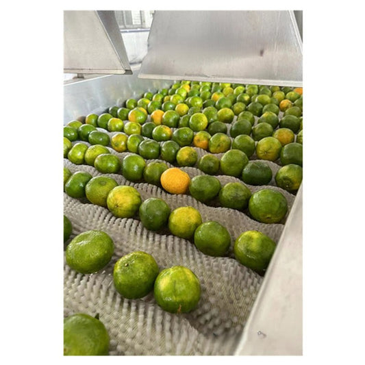 เครื่องคัดแยกส้มป่อย เครื่องล้างส้มเจลลี่ เครื่องล้างและเป่ากลิ่นส้ม柑橘